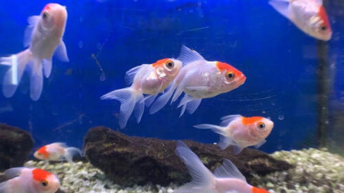 Imatge de la notícia