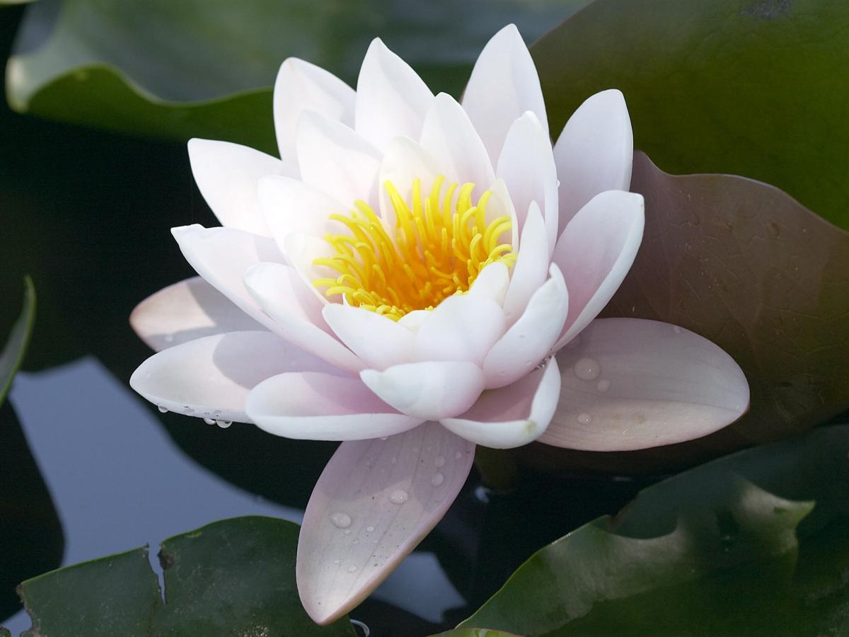 Lotus blanc - Ajuntament de Manresa